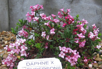Daphne x hendersonii 'Kath Dryden' 